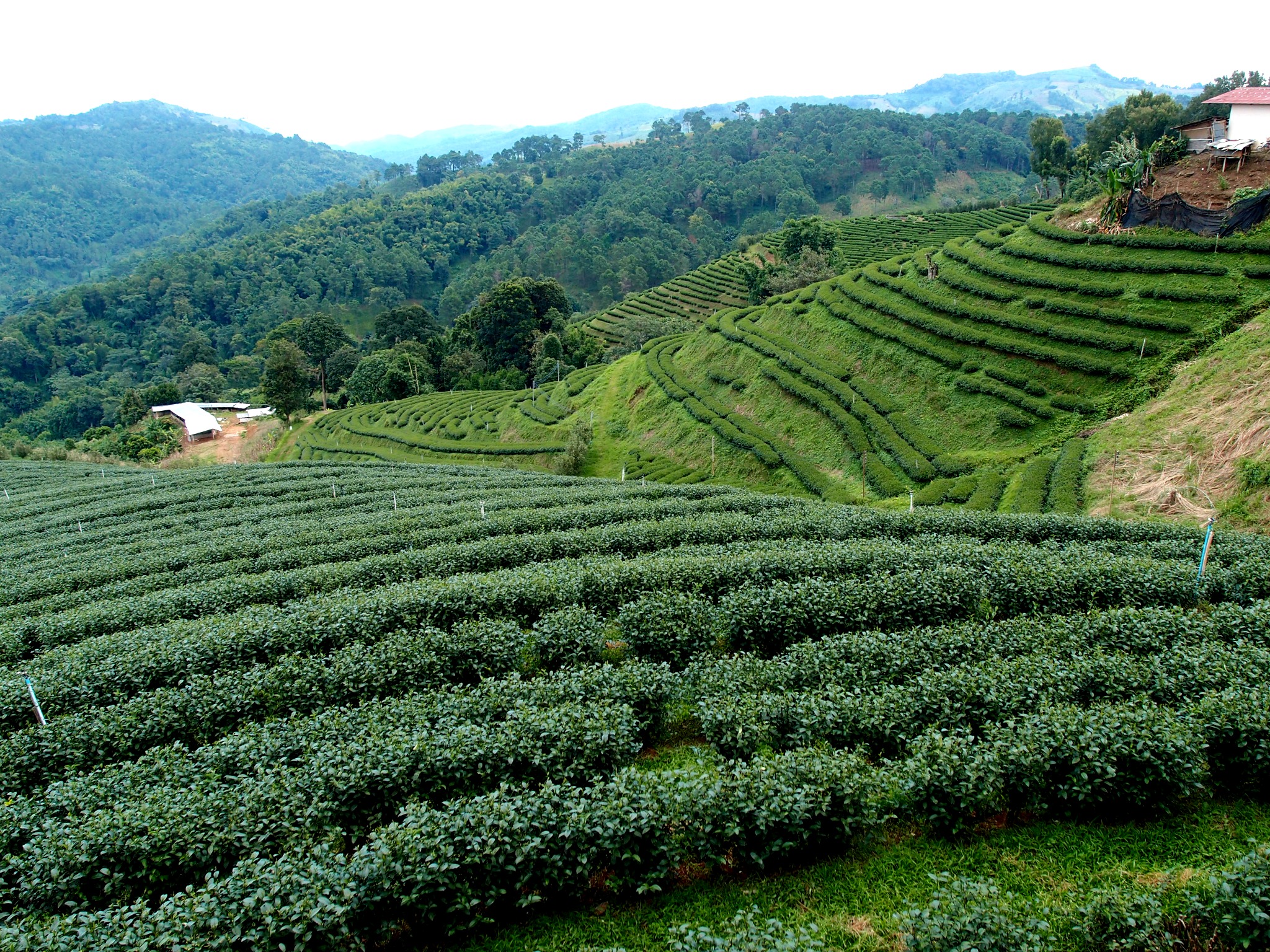 Tea Plantations