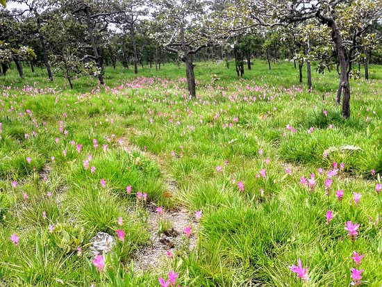 Siam Tulip Park