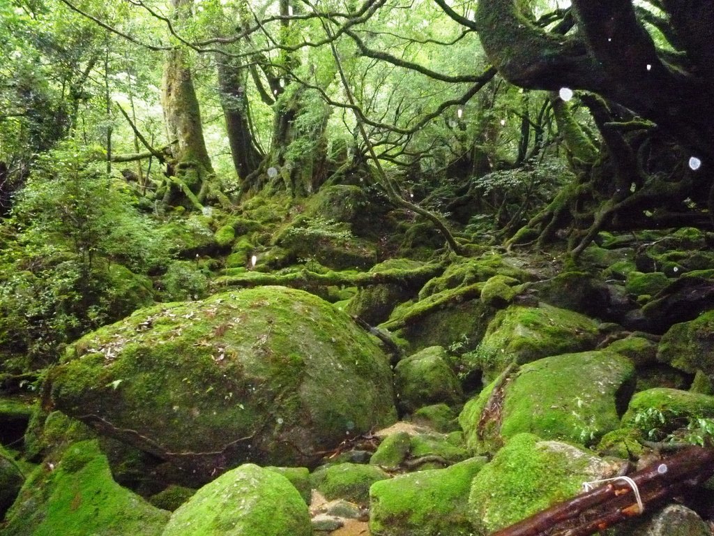 Shiratani Unsuikyo Valley