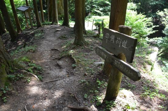 Sasago Pass Yatate no Sugi