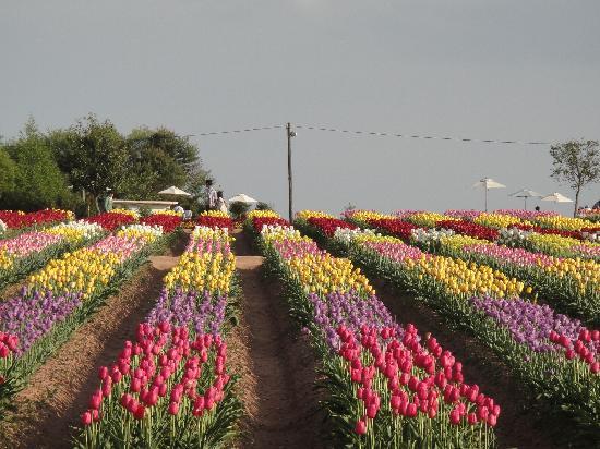 Sera Kogen Farm