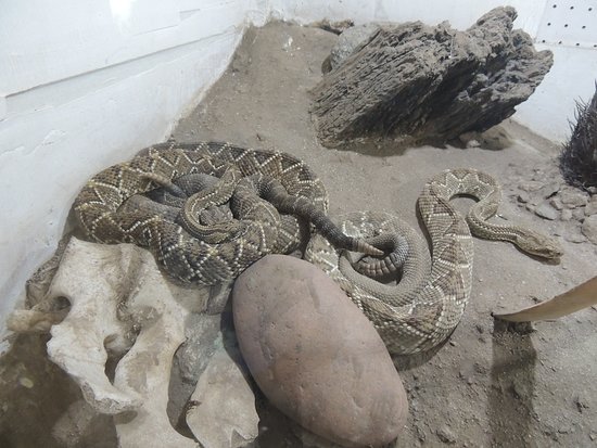 Serpentario Machaqway