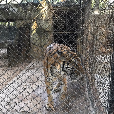 Star Tiger Zoo