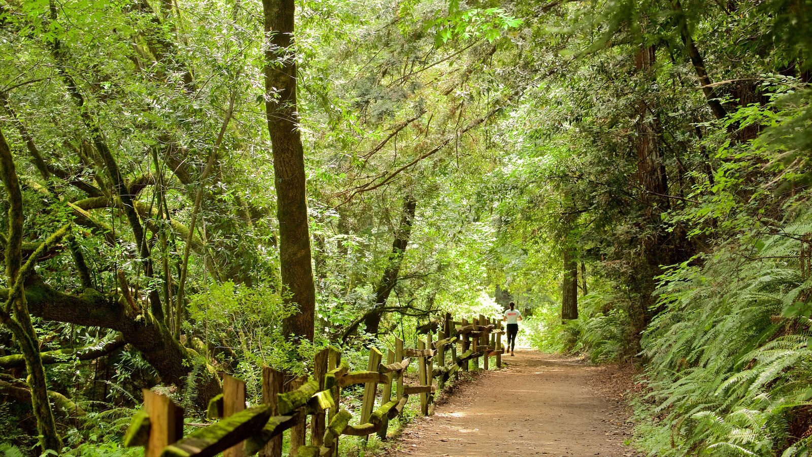 Waharau Regional Park