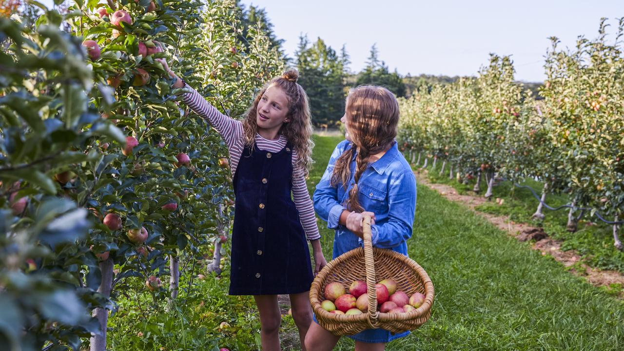 Shields Orchard