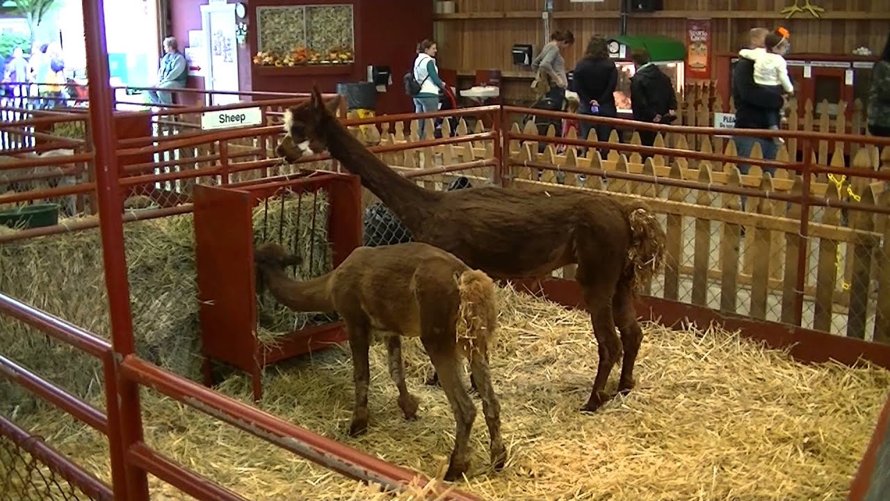 Petting Zoo