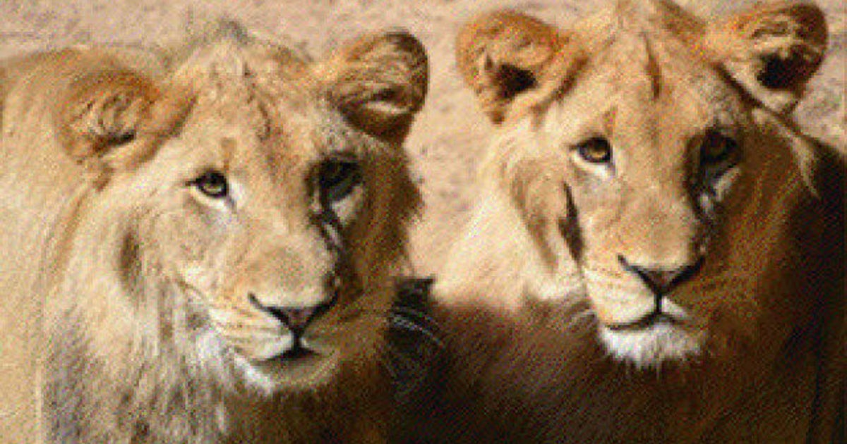 Lion's Den