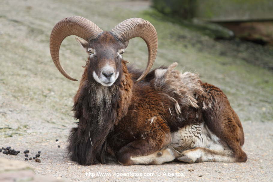 Clos Du Mouflon