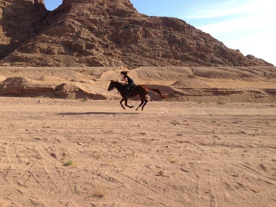 Dahabhorses
