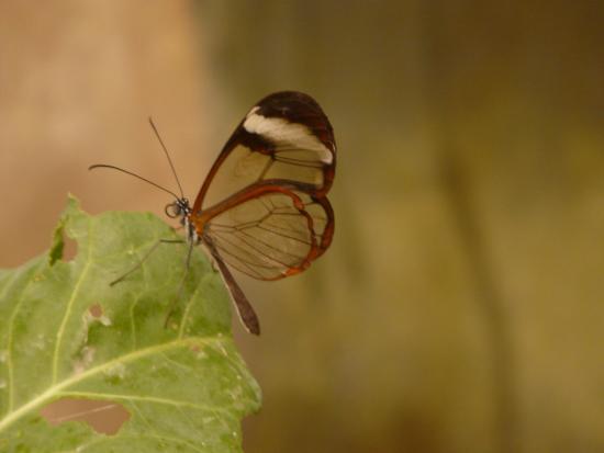 Magic of Life Butterfly House