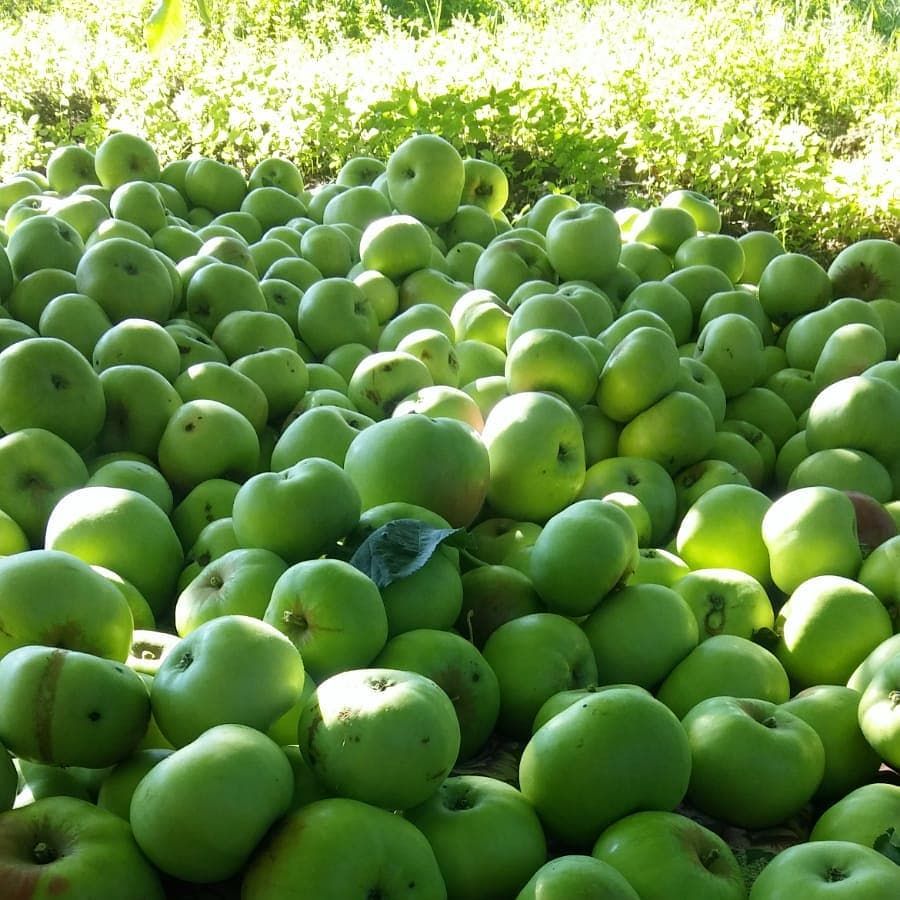 Hardwick Soft Fruit Farm