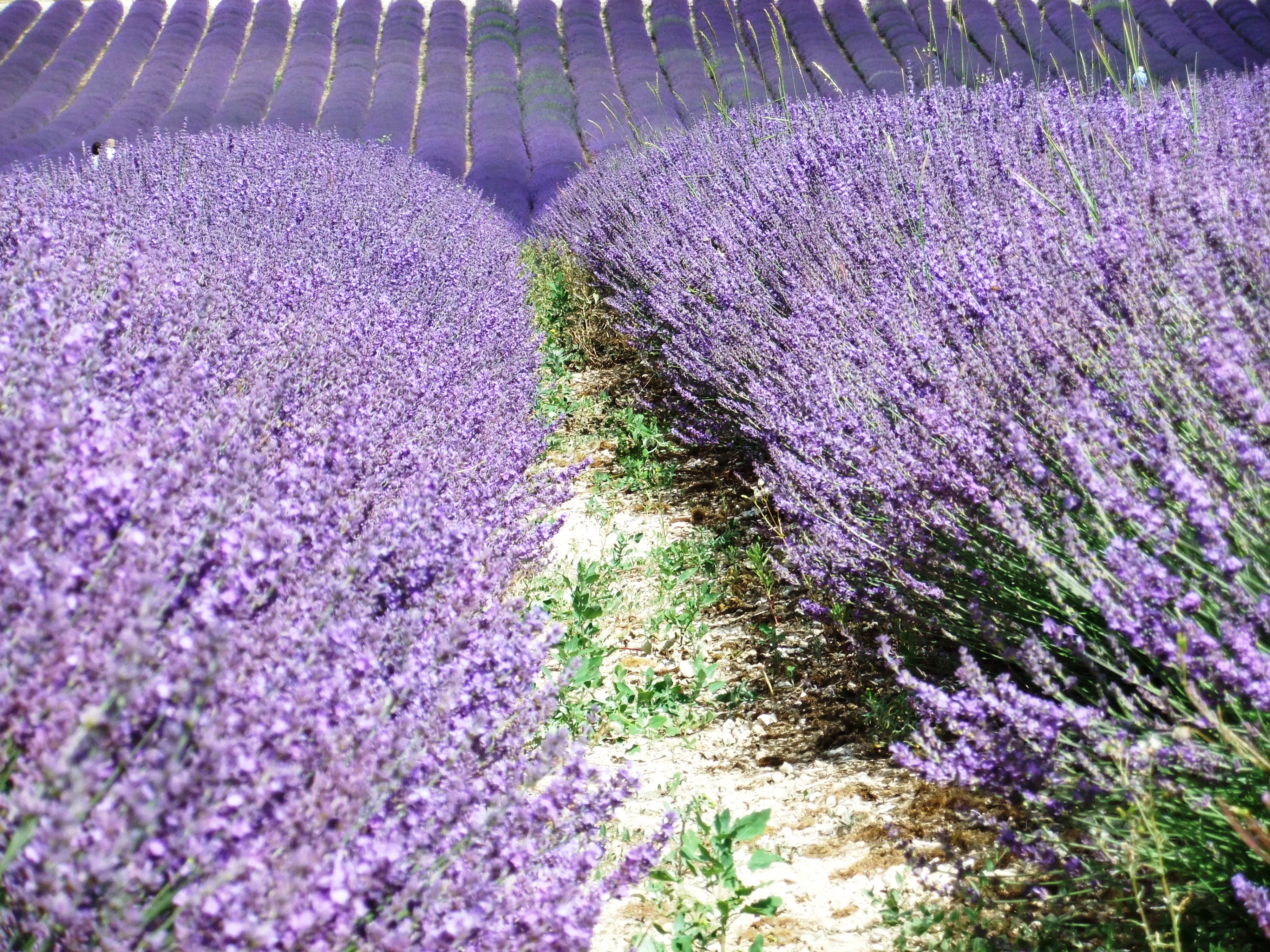 Lordington Lavender