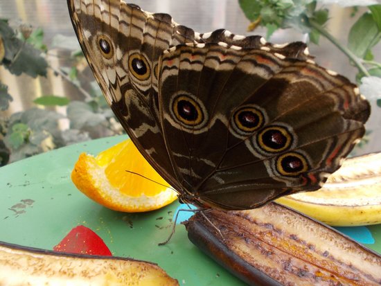 Earnley Butterflies Birds and Beasts