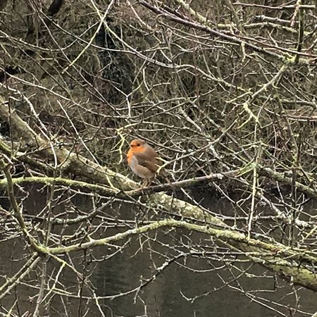 Tocil Wood and Nature Reserve