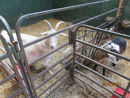 Valleyview Little Animal Farm