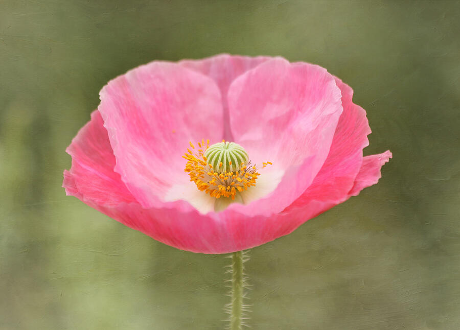 Pink Poppies