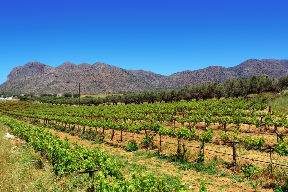 Metaxakis Winery