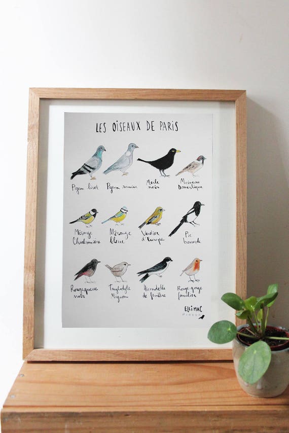 Les Oiseaux