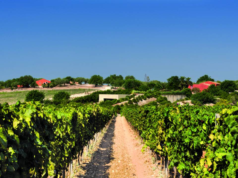 Planeta, Tenuta Buonivini - Noto