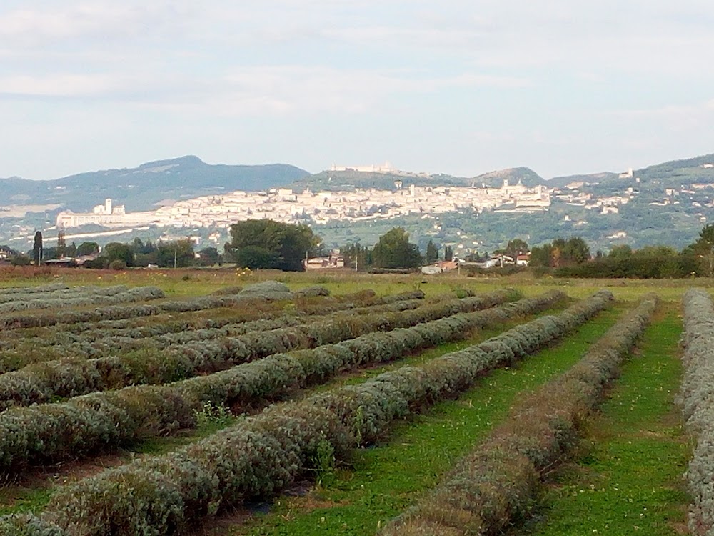 Il Lavandeto di Assisi giardino e vivaio