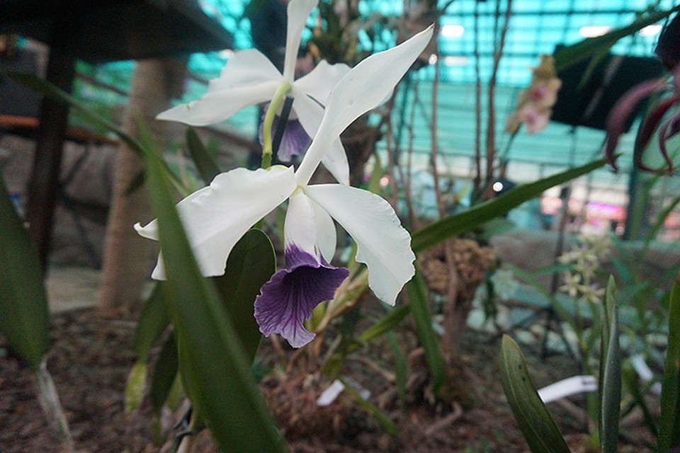 Orchids Museum