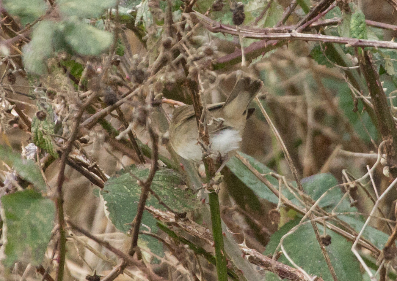Hope Carr Nature Reserve