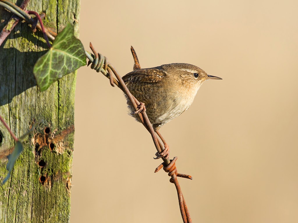 The Jenny Wren