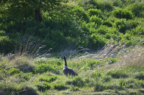 Marton Mere Local Nature Reserve