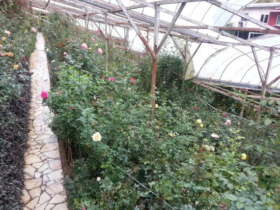 Rose Valley