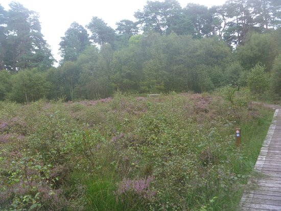Kirkconnell Flow Nature Reserve