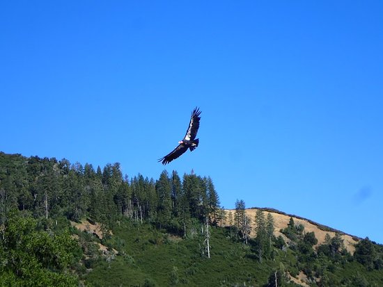Ventana Wildlife Society