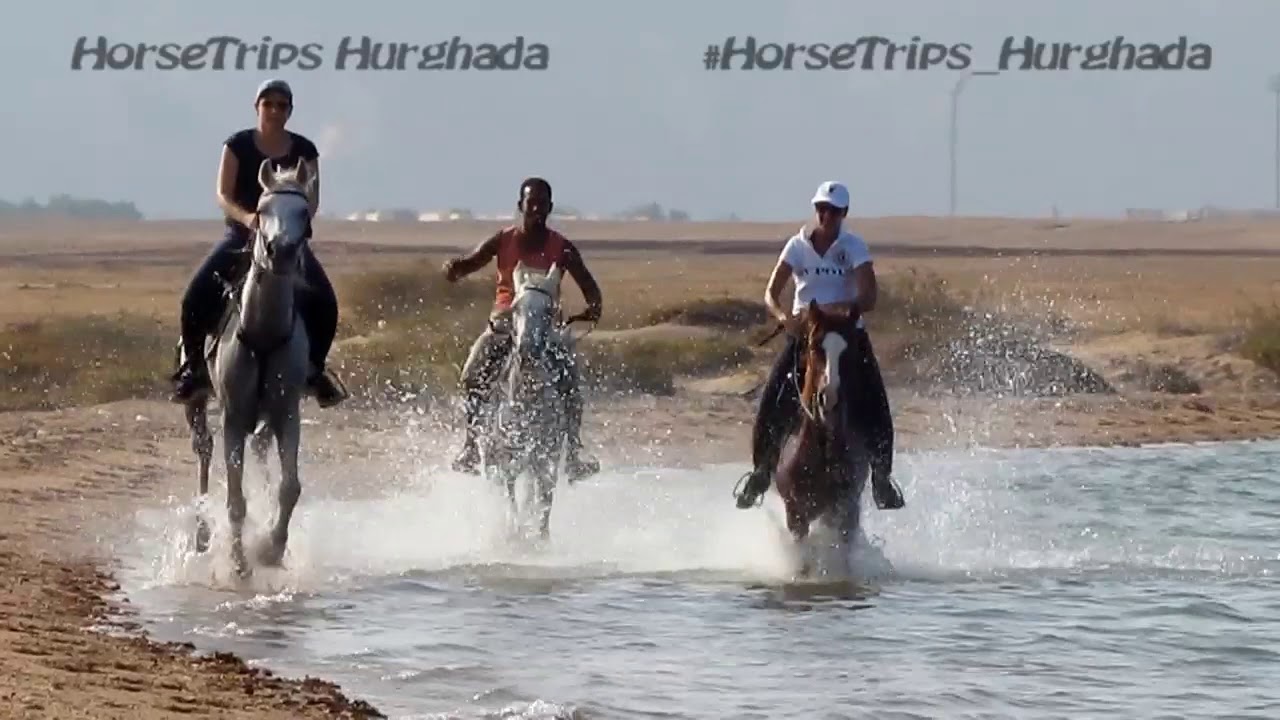 HorseTrips Hurghada