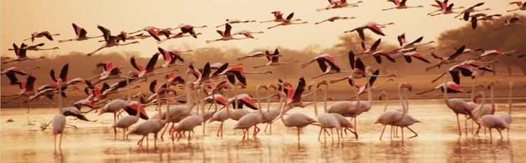Porbandar Bird Sanctuary