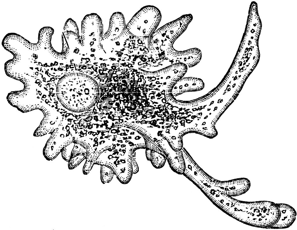 Amoeba