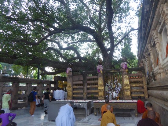 Rajayatna Tree