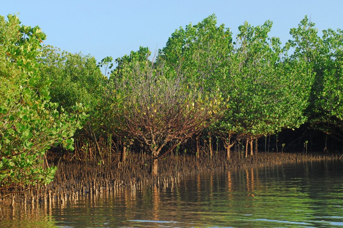 Mangrove Forest