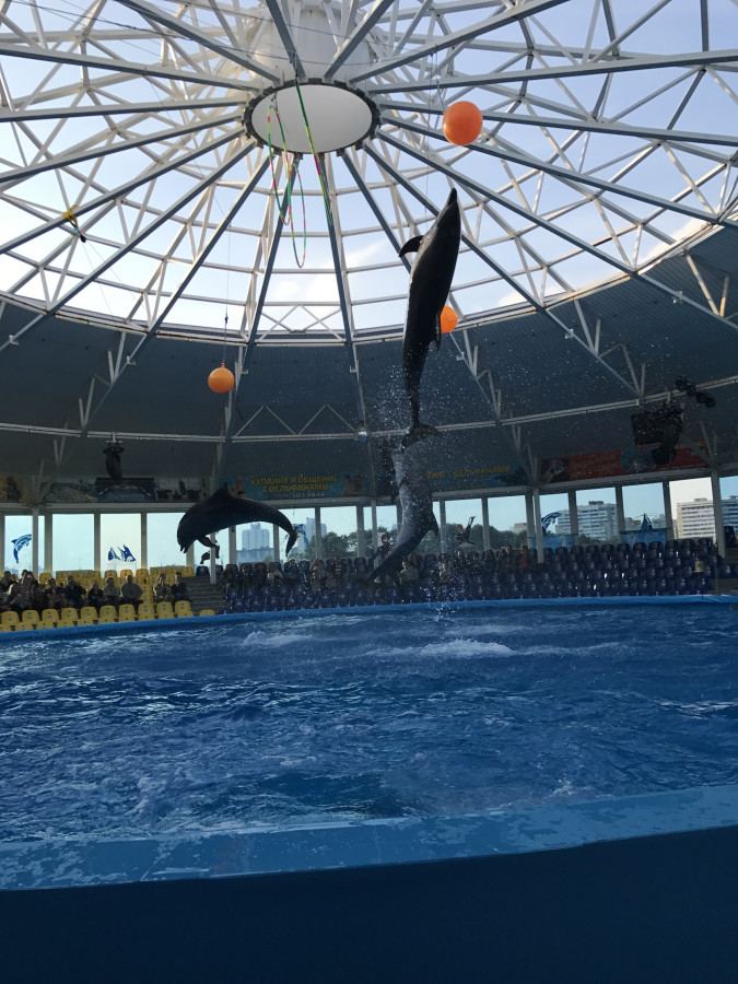 Minsk Dolphinarium Nemo