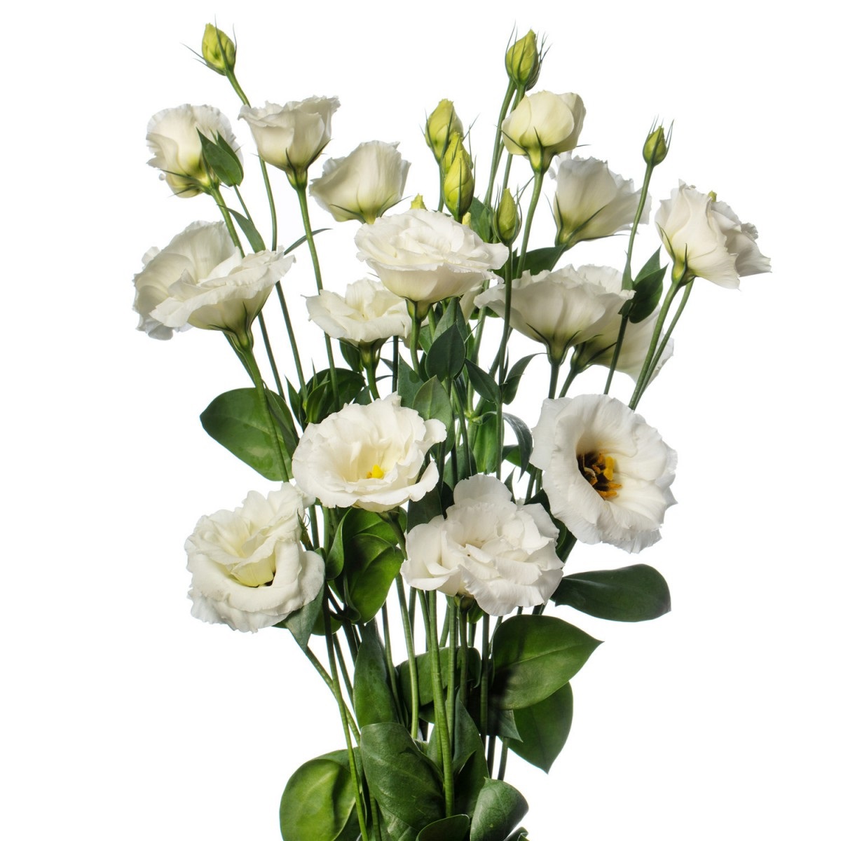 Lisianthus