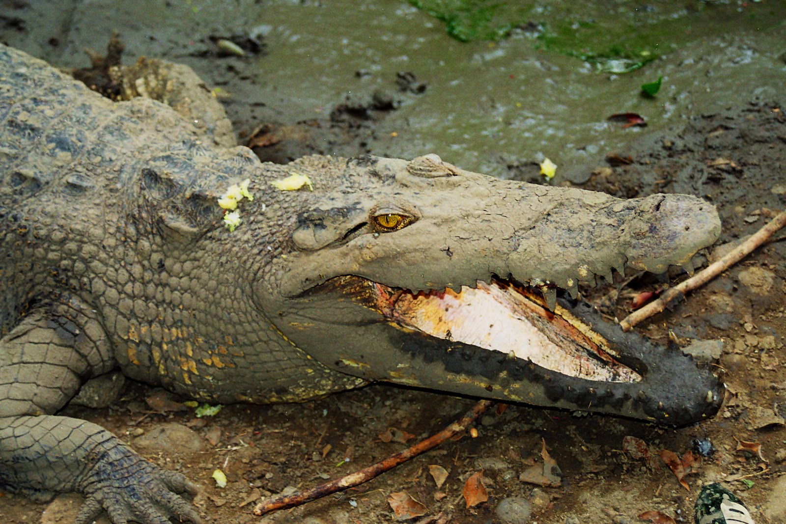 Crocodile Park