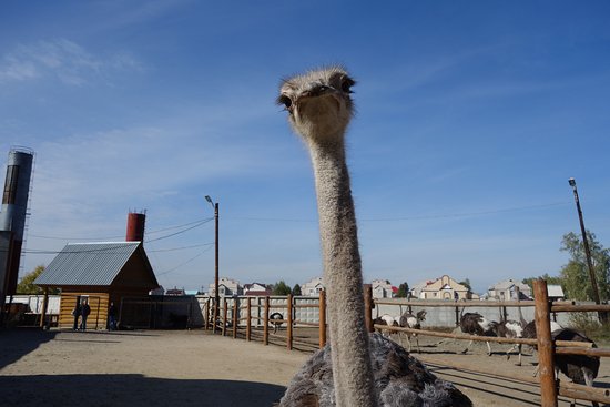 Ostrich Ranch