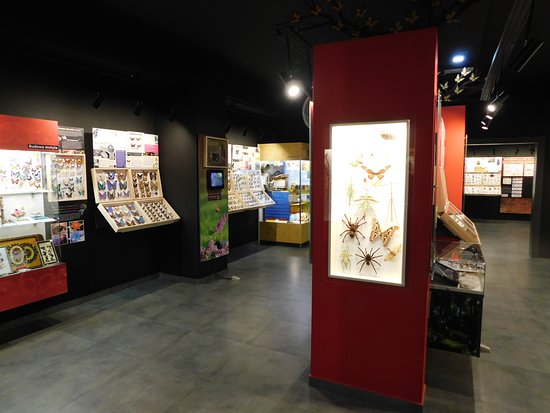 Muzeum Motyli