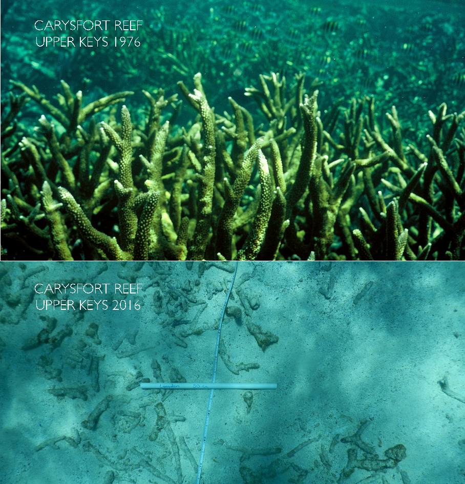 Carysfort Reef
