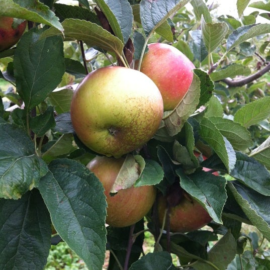 Woodside Orchards