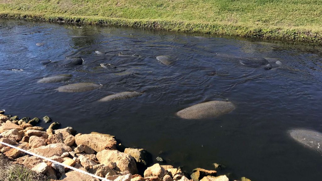 Berkeley Canal Manatee Observation Point