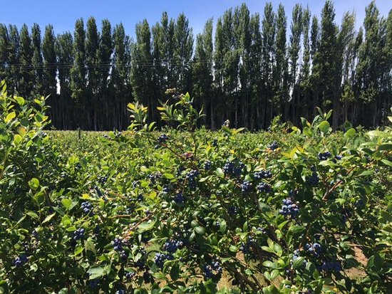 Graysmarsh Berry Farm