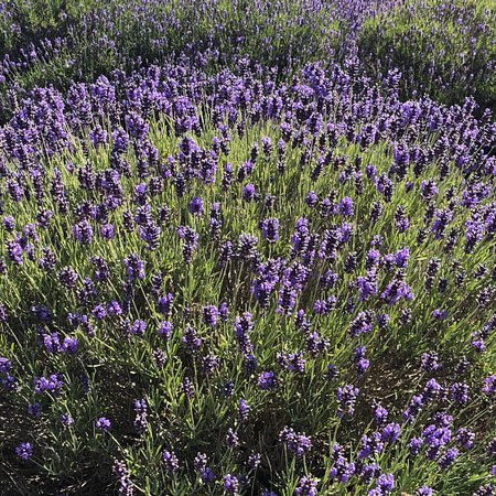 Cedarbrook Lavender & Herb Farm