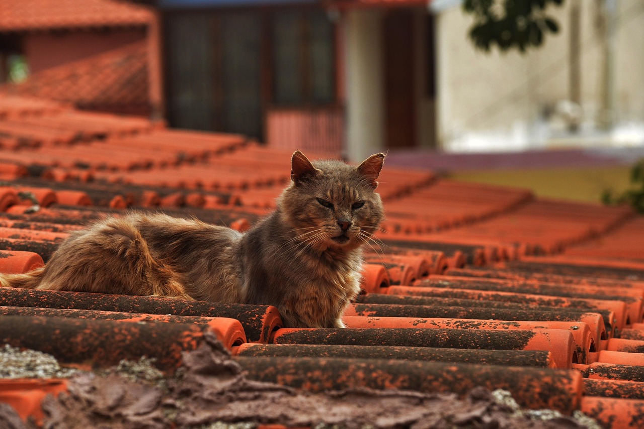 Cats on the roof