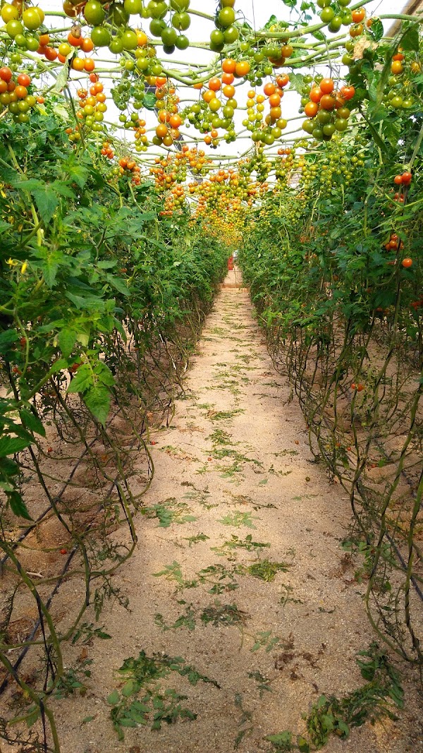 Clisol Turismo Agricola