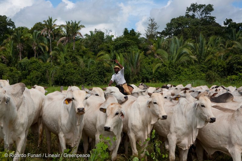 Amazon Farm