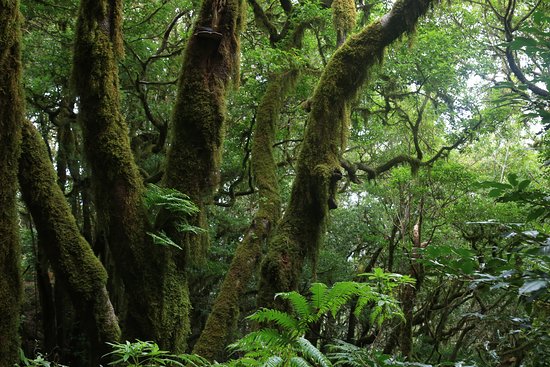 Sendero El Bosque Encantado
